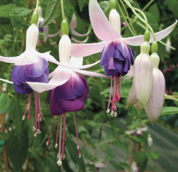 Winterharte Fuchsie ‘Schöne Helena’