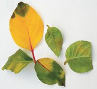 Befall mit dem Fuchsienrost