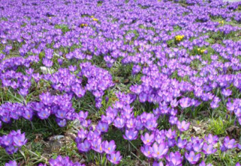 Wild­krokusse