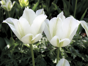 Viridiflora-Tulpe ‘Spring Green’
