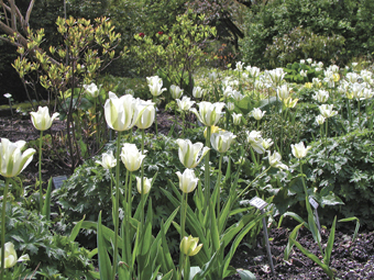 Tulpen