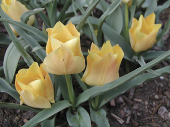 Tulipa batalinii ‘Bright Gem’