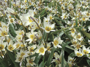 Wildtulpe Tulipa turkestanica