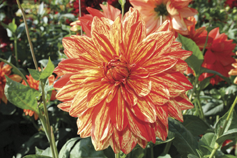 Dahlie ’Neo’