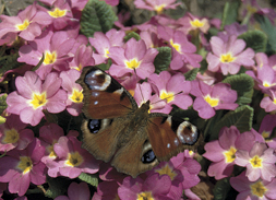 Tagpfauenauge auf Schlüsselblume