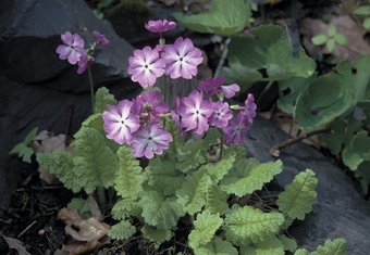 Siebolds Schlüsselblumen