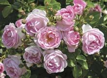Rose ‘Jasmina’