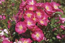Rose ‘Lupo’