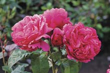 Rose ‘Elbflorenz’
