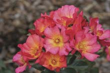 Rose ‘Pretty Sunrise‘