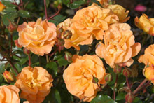 Rose 'Westzeit'