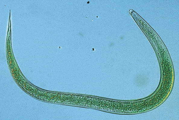 Nematode