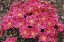 Rose ‘Stadt Rom’