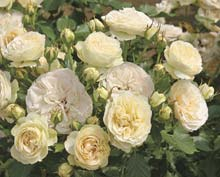 Rose ‘Pastella’