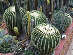 Kaktus Schwiegermuttersessel