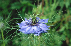 Blüte der Jungfer im Grünen