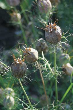 Fruchtkapseln von Nigella damascena