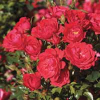 Rose 'Limesglut'