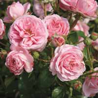 Rose 'Crescendo'