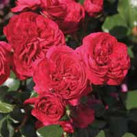 Rose 'Red Leonardo Da Vinci'