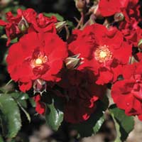 Rose 'Roter Korsar'