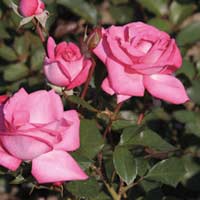 Rose 'Elize'
