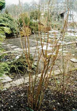Falscher Jasmin