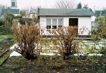 Gehölzschnitt