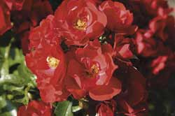 Rose ,Resonanz‘
