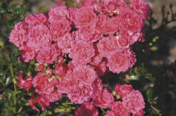 Rose ,Pepita‘