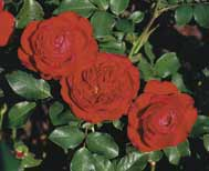 Rose ,Rouge Meilove‘