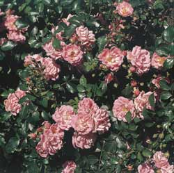 Rose ,Satina‘
