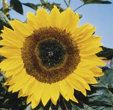 Sonnenblumen in der Vase