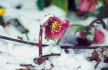 Rot blühende Helleborus-Arten