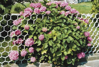 Hortensie