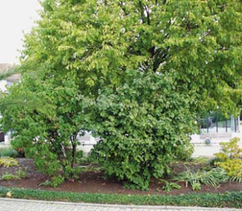 Platz für Blüten­sträucher