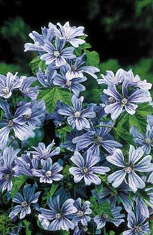 Malve (Malva sylvestris)