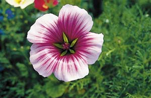 Trichtermalven (Malope trifida)
