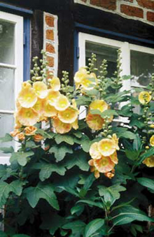 Stockrosen (Alcea rosea)