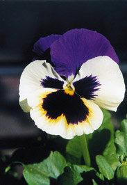 Stiefmütterchen Viola
