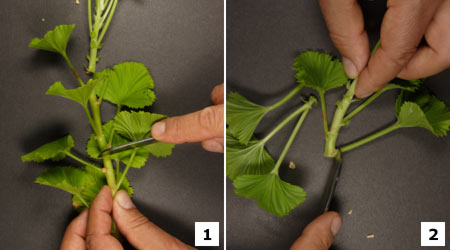 Langer Pelargonien-Trieb