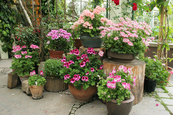 Sommerblumenvielfalt