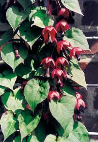 Purpurglöckchen (Rhodochiton)