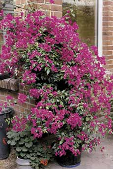 Reich blühende Bougainvillea