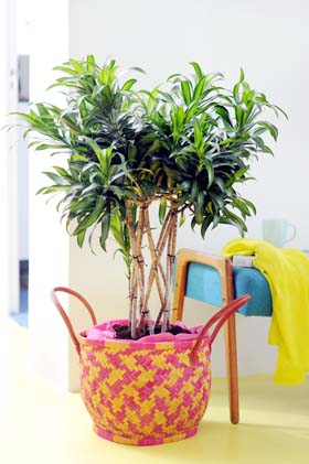 Dracaena