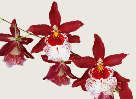 Vuylstekeara Cambria ‘Plush’