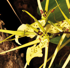 Brassia-Hybriden