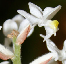 Ludisia discolor