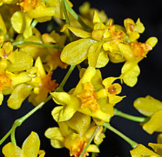 Oncidien