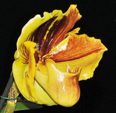 Paphiopedilen